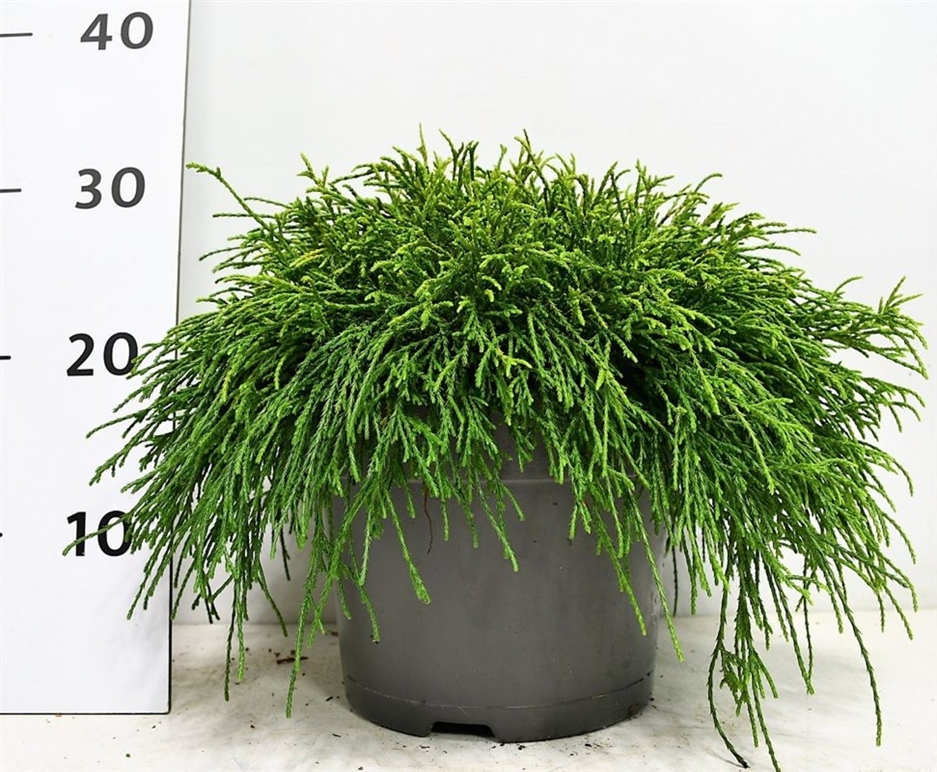 Ädelcypress – Chamaecyparis pisifera 'Sungold' - C5 30-40 cm.